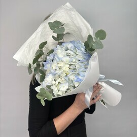 Golubaya gortenziya s evkaliptom