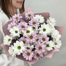 Букет из 5 белых и розовых хризантем