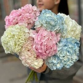 Моно из 7 пушистых разноцветных гортензий под ленту