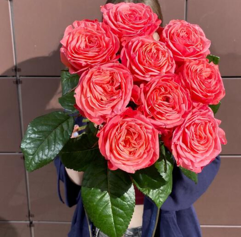 Pionovidnie rozi Bubblegum, pionovidnie rozi