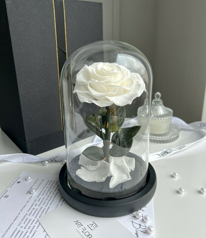 Белая роза в колбе, белая роза в колбе