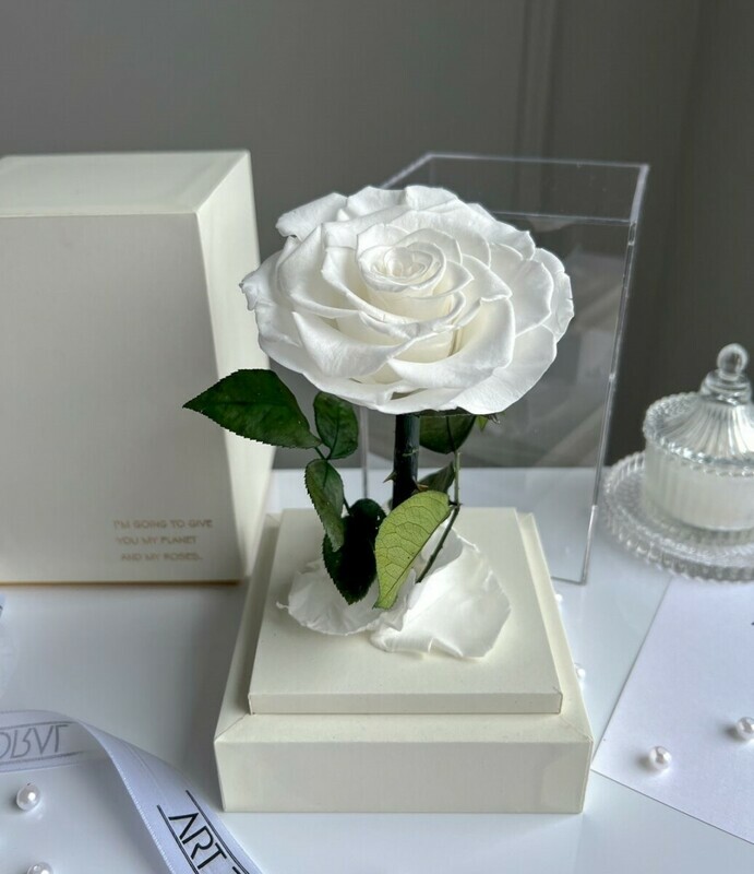 Вечная белая роза в белой акриловой башне, 1 белая роза в белой акриловой башне