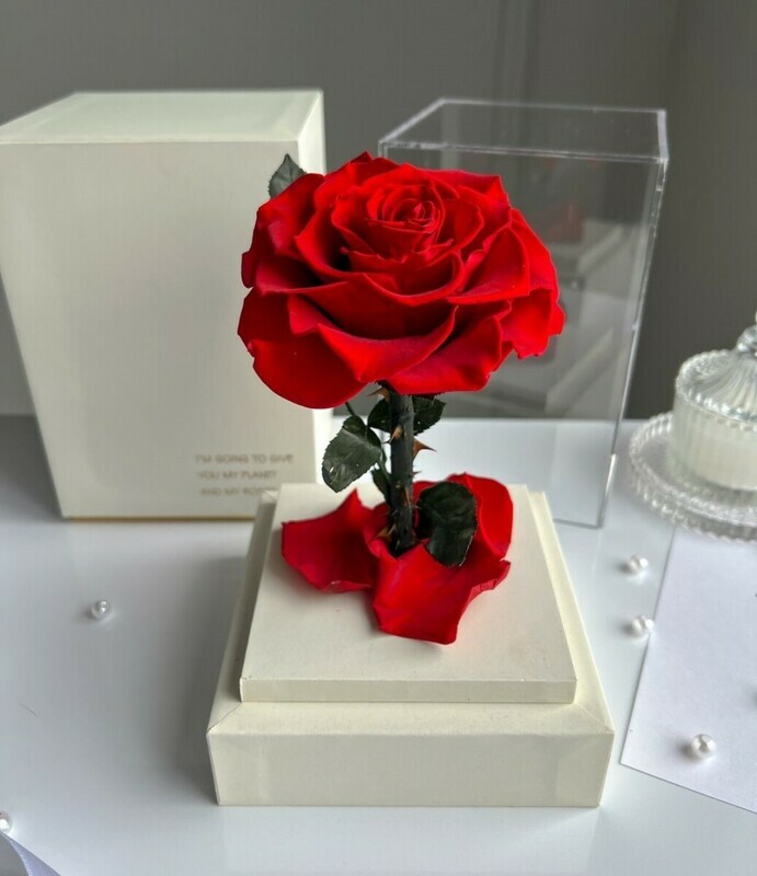 Вечная красная роза в белой акриловой башне, 1 красная роза в белой акриловой башне