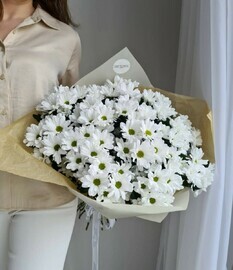 Нежные Хризантемы