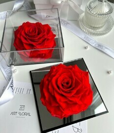 Vechnaya roza v akrilovoj korobke