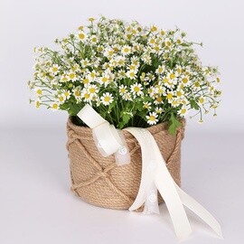 Buket romashek v korzine