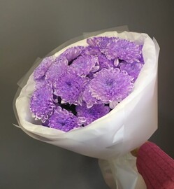 Buket iz fioletovih hrizantem (5 sht)