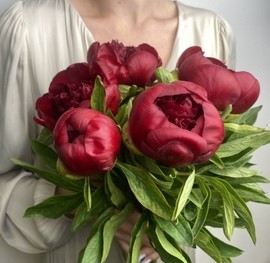 Пион бордо (5шт)