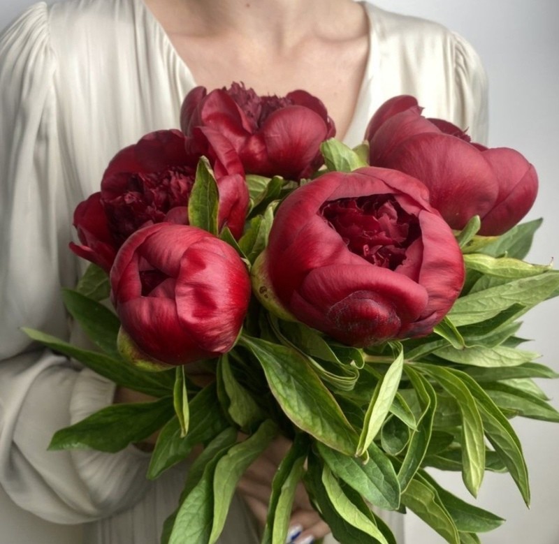 Pion bordo (5sht), standart