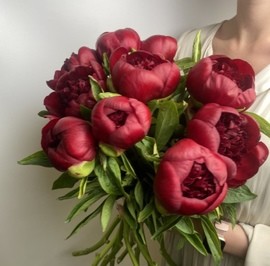 Пионы бордо (9шт)