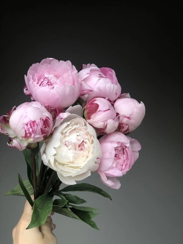 Buket iz rozovih pionov (7 sht), standart