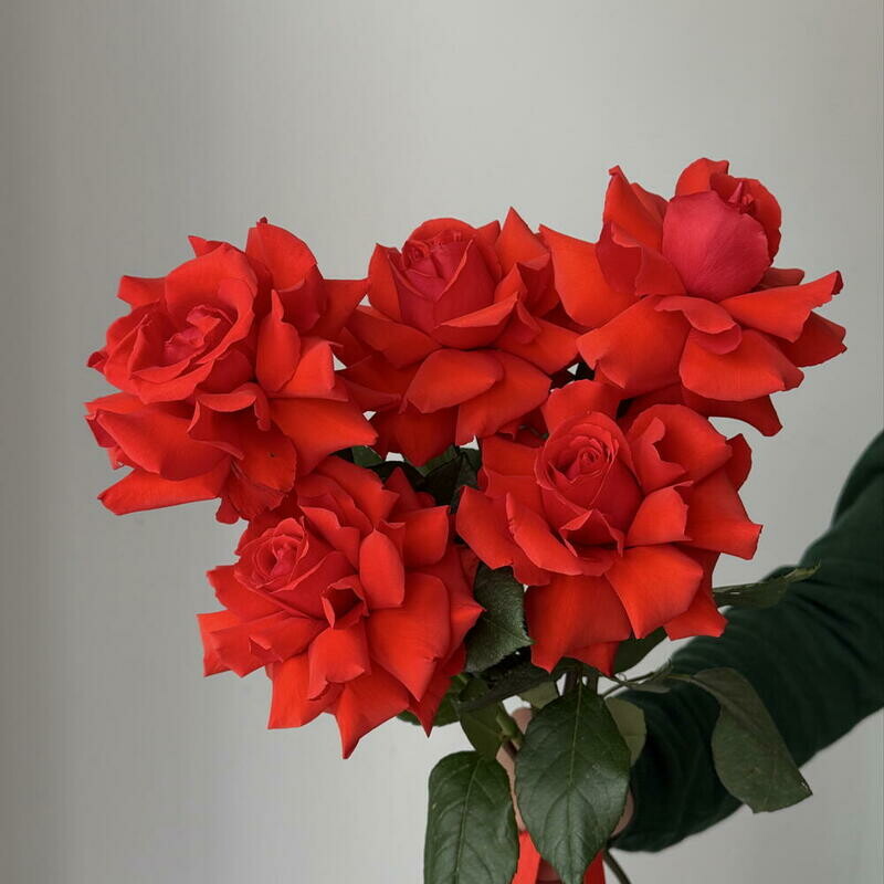 French red roses with ribbon 5 pcs., standart