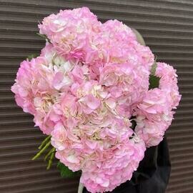 Гортензия розовая