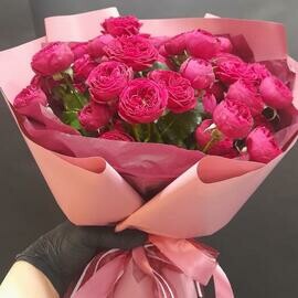 Bordovie pionnie rozi