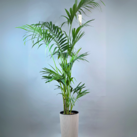 Ховея  200 см